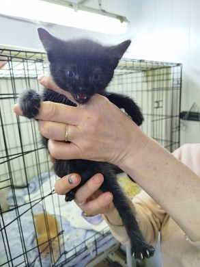 На обочине в Иванове найдена плотно заклеенная скотчем коробка с котятами